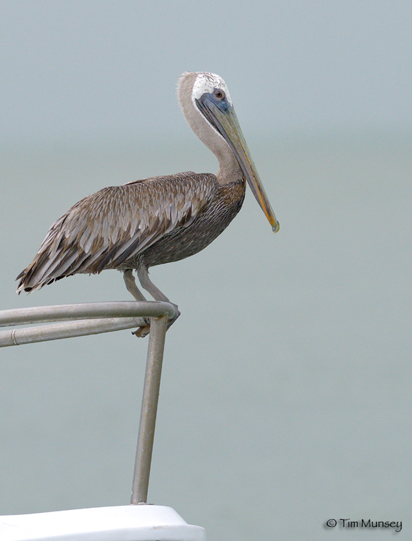 Brown Pelican